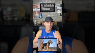 Top 3 Dog Breeds Built For Demanding Work #shorts