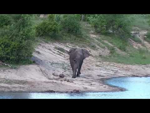 Djuma: Elephant bull - 16:29 - 11/14/2022