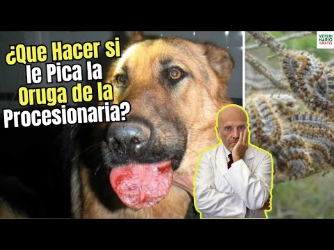 🐶🚨 WHAT SHOULD I DO IF MY DOG IS STUNG BY A PROCESSIONARY CATERPILLAR? 🚑⚠️