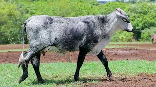 LOTE 7 - JAMAICA BASF (8135-CT)