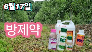 2024년6월17일 사과나무 방제약