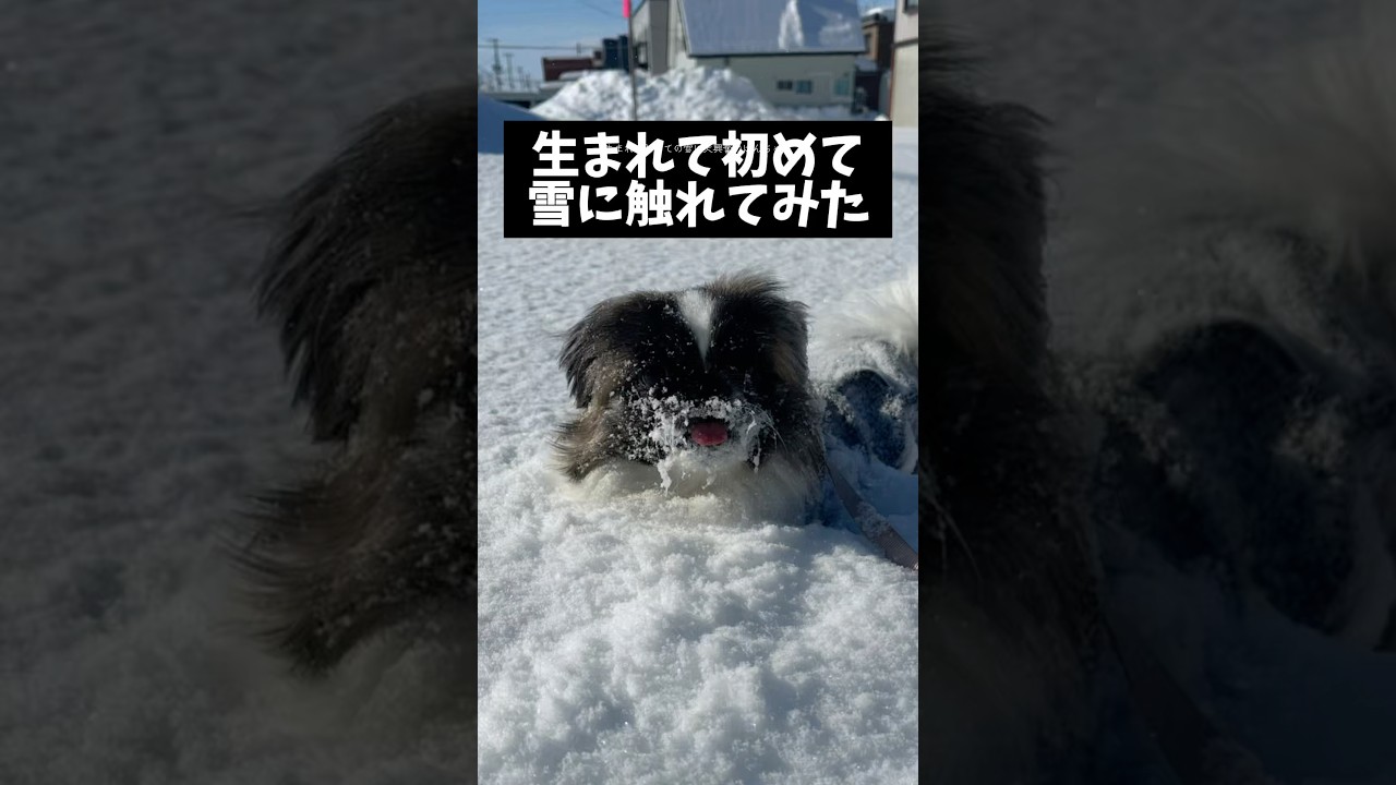 【大興奮】生まれて初めての雪で遊ばせてみた
