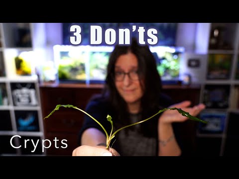 3 Things NOT To Do With Crypts So They DON’T Look Like This! 😱