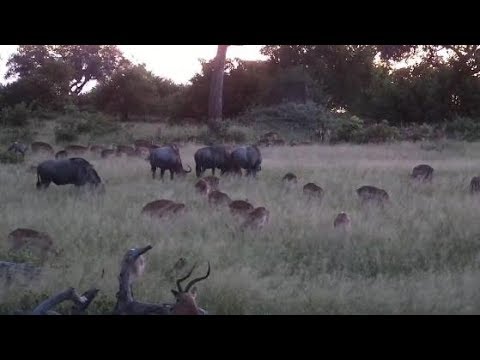 Djuma: Impalas and Wildebeests grazing into the evening - 19:25 - 02/24/20