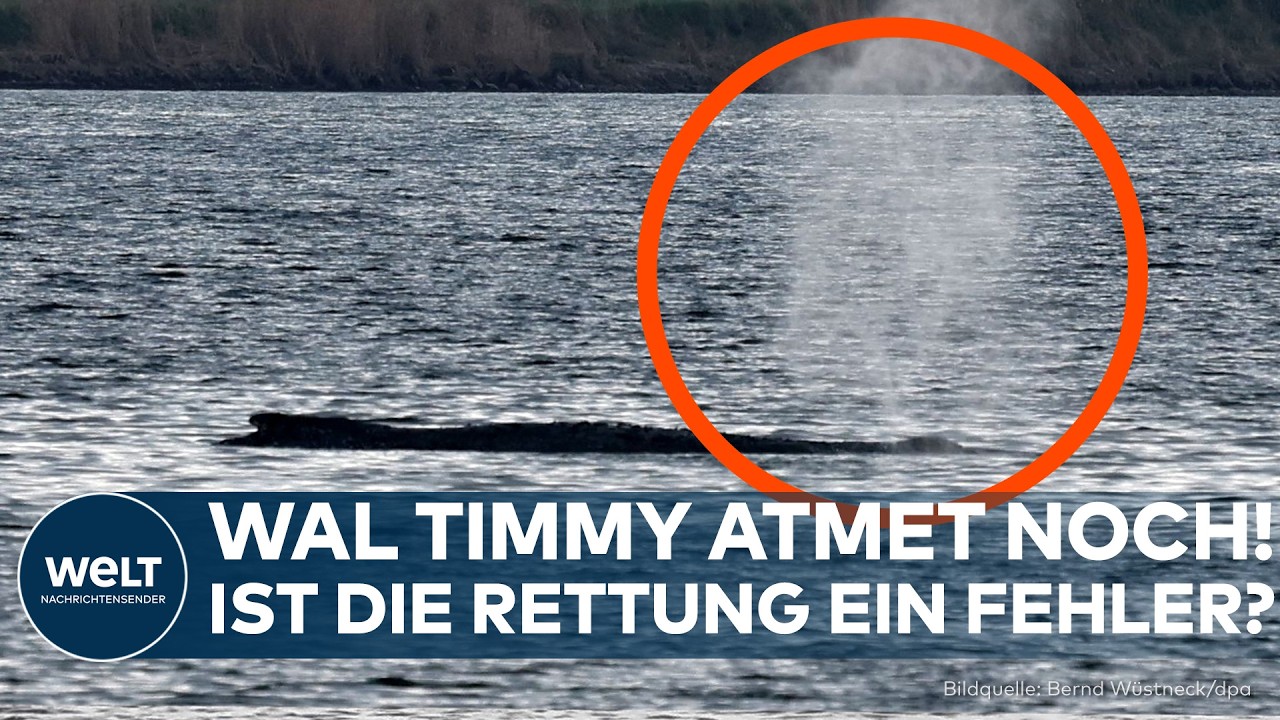 INSEL POEL: Rettungsmission für Wal Timmy! Kann die Operation gelingen?