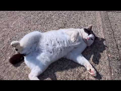 youtube-動物記事1970/01/01 09:00:00