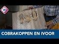 Inleverpunt voor beschermde planten en dieren: van cobrakoppen tot een reuzenschildpad - OMROEP WEST