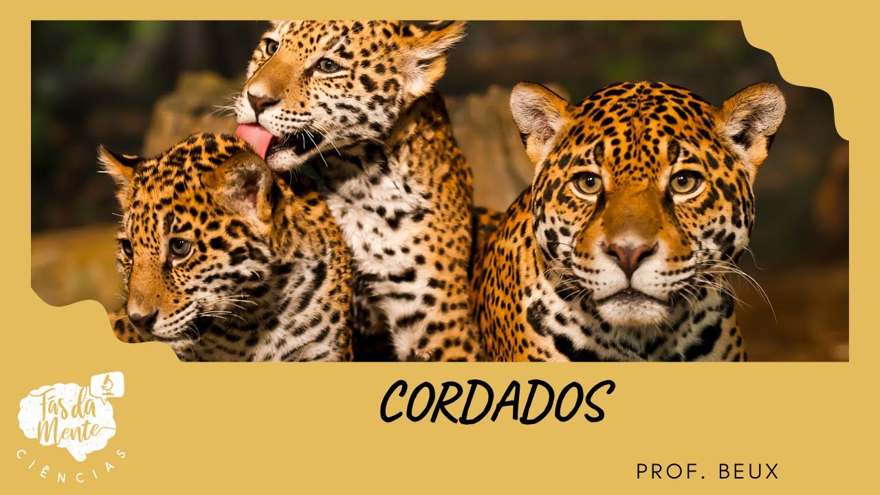 CORDADOS - Ensino Fundamental