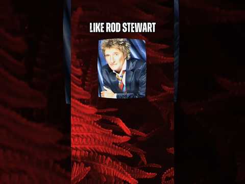 Music quiz no.26 #musicquiz #rodstewart #auldlangsyne