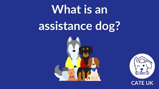 What Is An Assistance Dog? - CATE UK