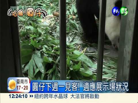 哈囉圓仔! 超級"萌"主下週一見客