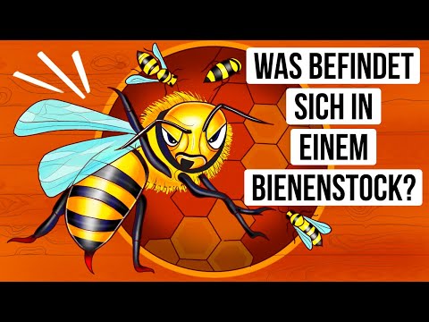 Was du sehen würdest, wenn du einen Bienenstock betreten könntest