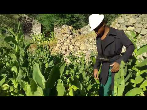 Fidjos de Engenhos - Teatro