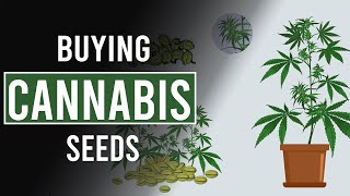 Where to find Cannabis Seeds?