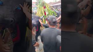 Download lagu MOMEN KEBO KEBOAN BONYOLANGU 2026 mp3