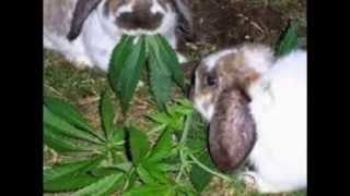 Ganja je lék! Ganja je lék!