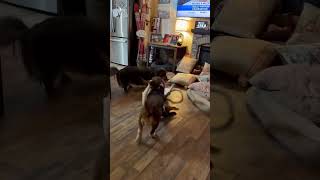 Video preview image #1 Basset Hound Puppy For Sale in Deepwater, NJ, USA