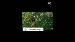 Download lagu KICAUAN RUFOUS BELLIED KOOKABURRA mp3 Download lagu KICAUAN RUFOUS BELLIED KOOKABURRA mp3