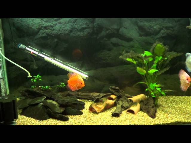 My Aquarium (Fish Tank) Discus Fish - Camera Light Test