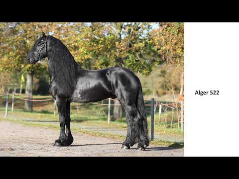 KFPS stamboekhengst Alger 522