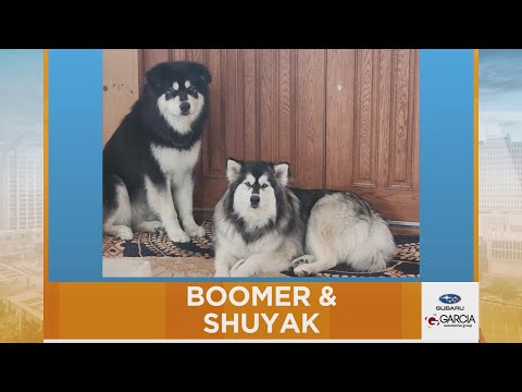 New Mexico Living Pet Pics October 10, 2025 - YouTube