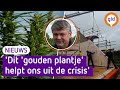 Van deze hennep roken ze geen jointjes, maar bouwen ze huizen