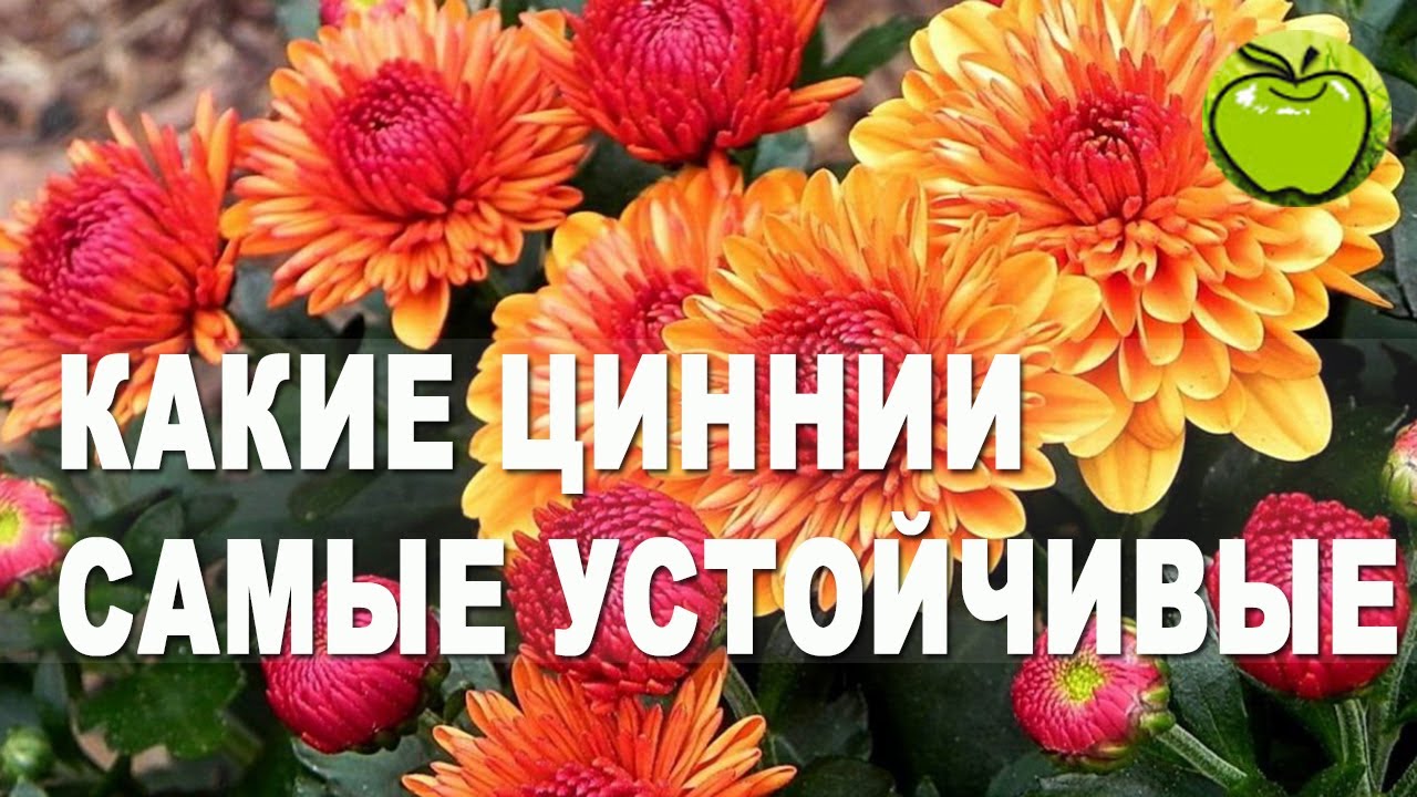 Сорта цинний, который устоят перед серой гнилью и непогодой.