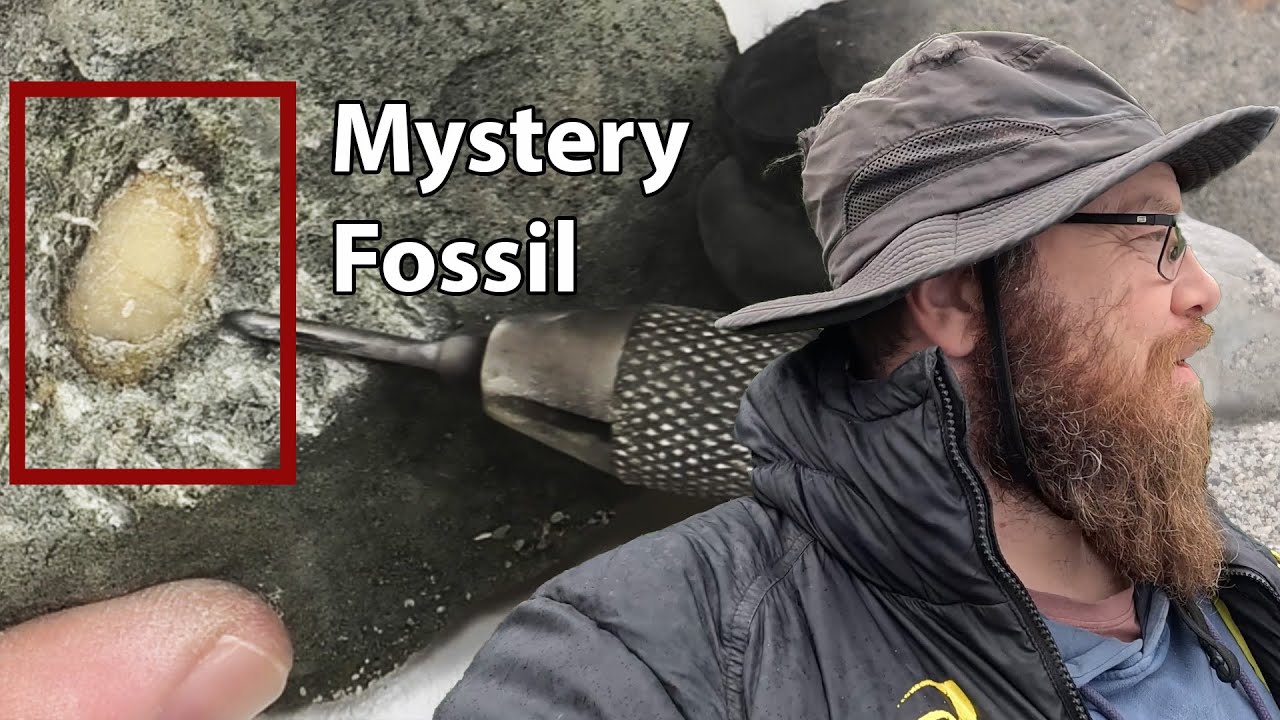 A fossil mystery - what did I find out in the rain?