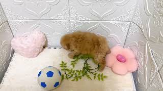 トイプードルの動画01