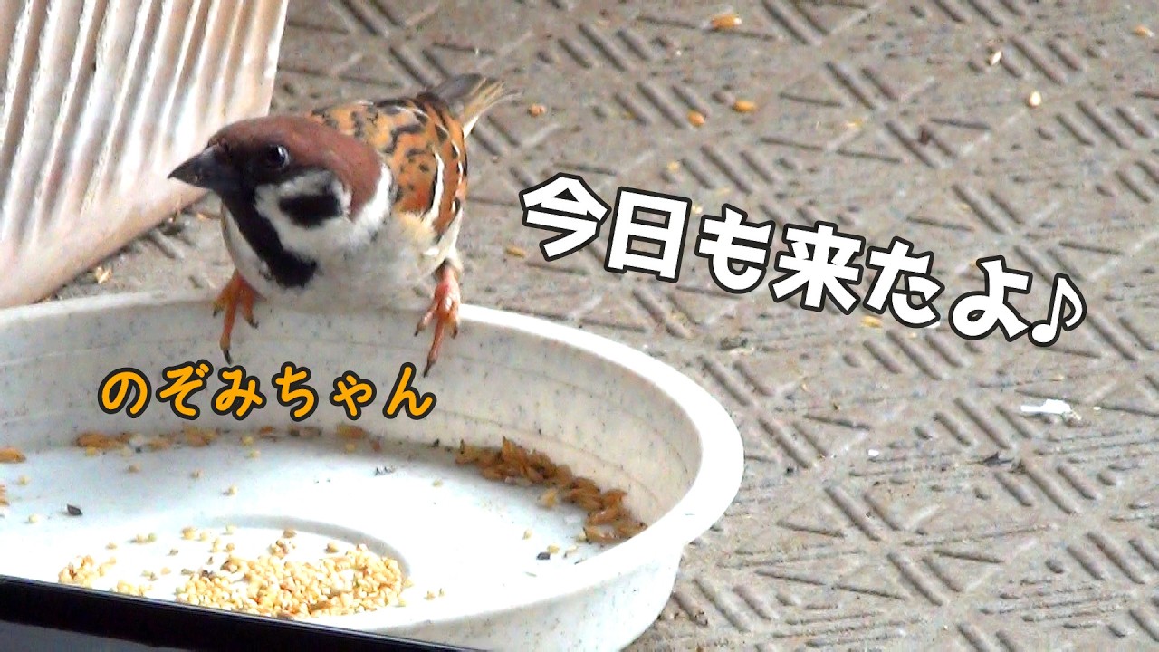 最近のプクちゃんとのぞみちゃんの様子