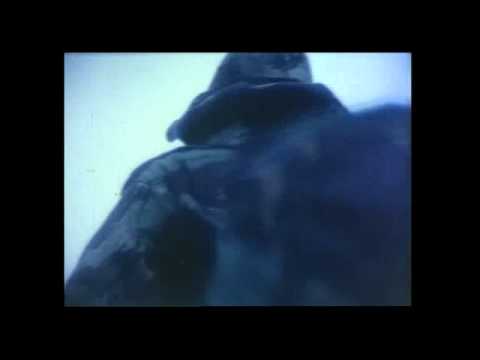 Falklands War 1982...San Carlos