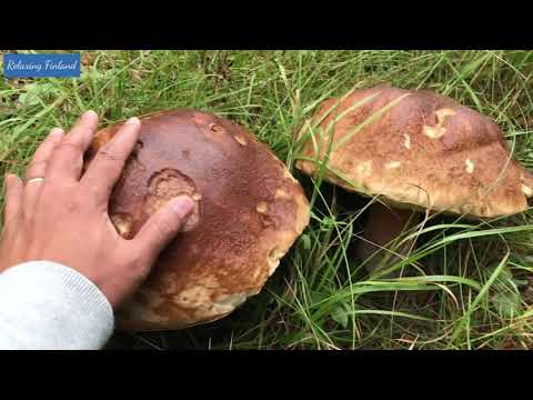 FINLAND : Picking WILD MUSHROOMS! GIANT! Funghi Porcini, Slippery Jack, and Orange Birch Bolete.
