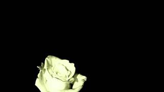 The Rose Line- Beating Heart Cadaver