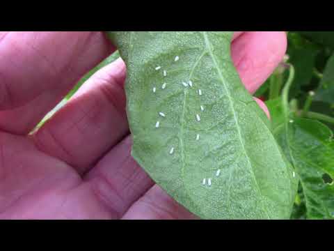 , title : 'How I Treat Whiteflies In The Garden - What I Use, and How Often'