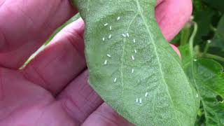 How I Treat Whiteflies In The Garden - What I Use, and How Often