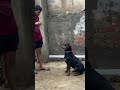 Rottweiler On Speak Mood ️ Rottweiler Barish Doglover Shorts Vikku3959 Rajasthan Dogs Dog