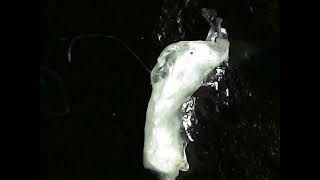 Unwelcome being pulled from patient lip