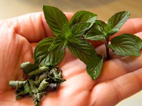 image-What are some things to do with mint leaves?