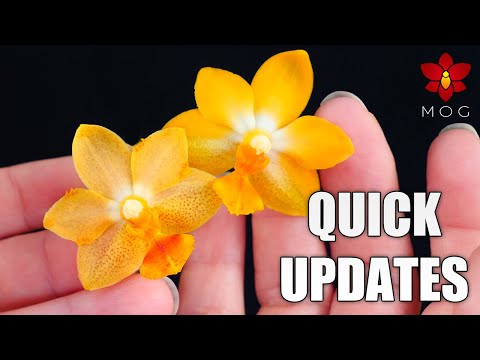 Fast Orchid Updates - Phalaenopsis with thrips, Slipper Orchid with 'eternal' blooms & more!