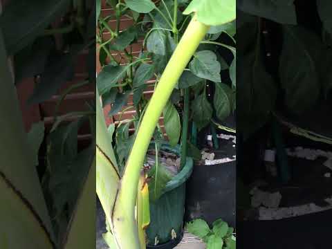 plante-exotique-bananier-grandes-feuilles-jardin