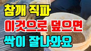 참깨 파종시기 포트에 안넣고 직파로 합니다. 이렇게 하시면 됩니다.