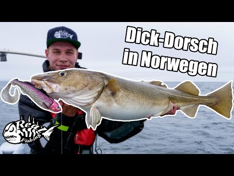 WELTKLASSE Dorschangeln vor SOMMARØY// Auf Großdorsch in Norwegen