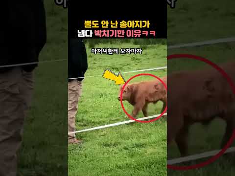 뿔도 안 난 송아지가 다짜고짜 박치기한 치명적인 이유 🐂💥 #shorts