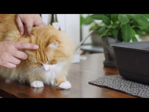 Hur droppar jag ögonen på mitt djur? - AniCura Sverige