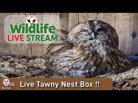 Live Tawny Owl nest box - Toby & Izzy -  4 eggs laid! - TawnyCam