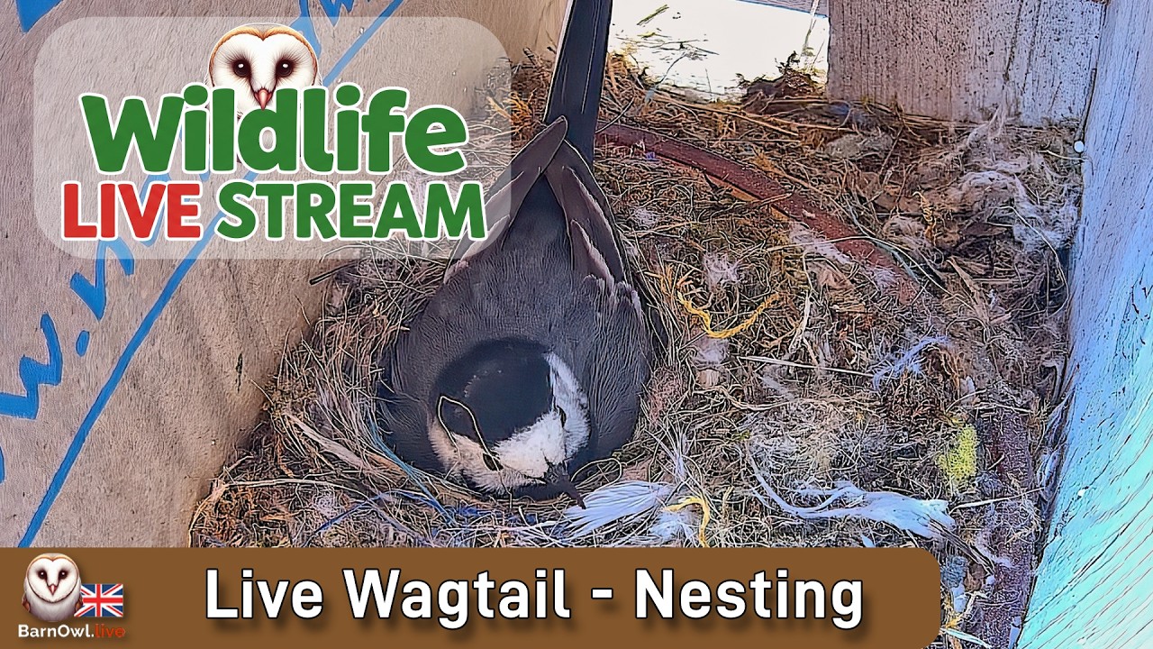 🔴 LIVE Wagtail Nest - Next to a "Naked Wines" box on a bench outside !