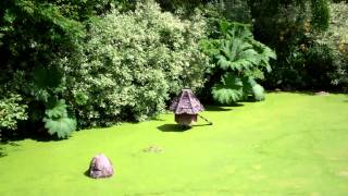 preview picture of video 'Garden Pond Perthshire Scotland'