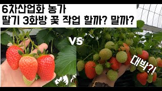 딸기 전략적 재배?!  3화방 대박!!