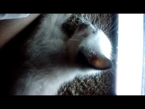 Himalayan cat on BubbleGum Purple Kush!