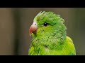 Relax with Birds | The Wild Place | BBC Earth